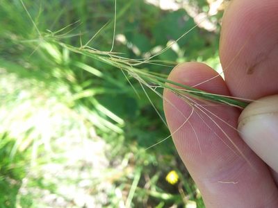 Aristida purpurascens, photographed by Will McFarland