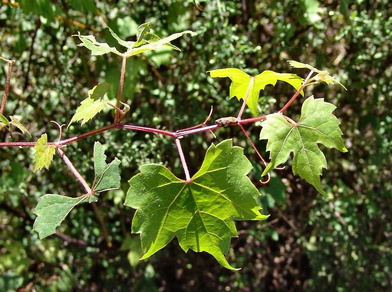 Vitis palmata, photographed by Gordon C. Snelling