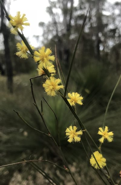 Acacia extensa, photographed by Ann Bentley