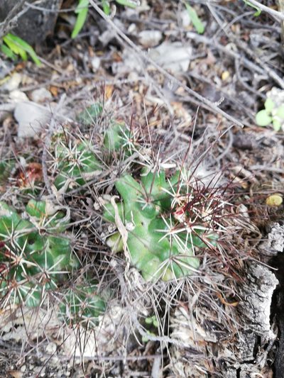 Cumarinia odorata, photographed by Sandino Guerrero