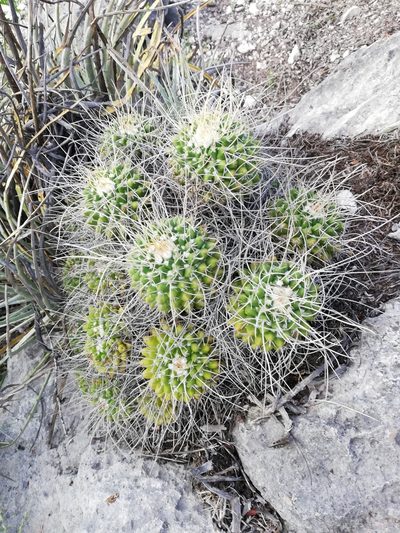 Mammillaria compressa, photographed by Sandino Guerrero