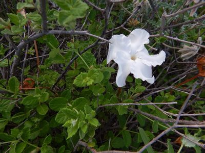 Mandevilla lanuginosa, photographed by Martín Márquez