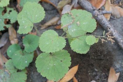 Boykinia rotundifolia, photographed by Jesse Rorabaugh