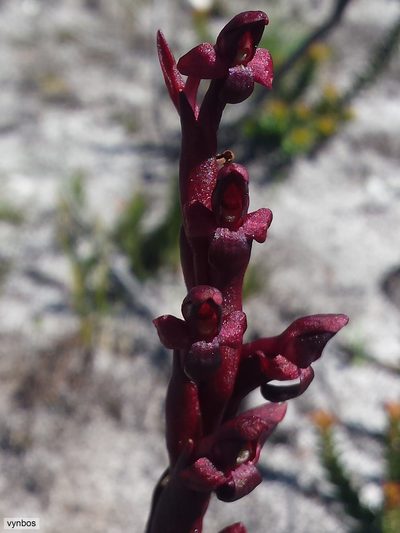 Disa atrorubens, photographed by Chris Vynbos