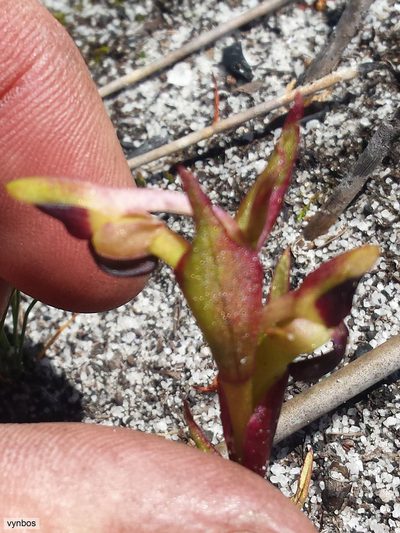 Disa rufescens, photographed by Chris Vynbos