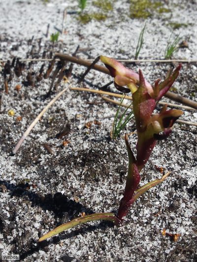 Disa rufescens, photographed by Chris Vynbos