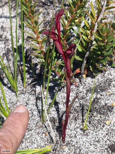 Disa atrorubens, photographed by Chris Vynbos