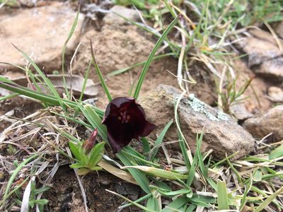 Calochortus nigrescens, photographed by Carlos Martorell