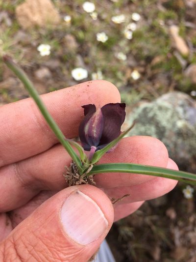 Calochortus nigrescens, photographed by Carlos Martorell