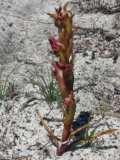 Disa rufescens, photographed by Chris Vynbos