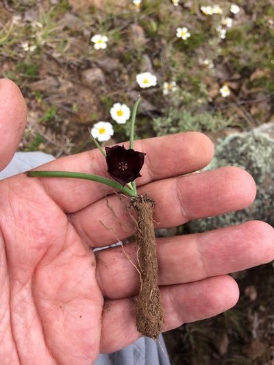 Calochortus nigrescens, photographed by Carlos Martorell