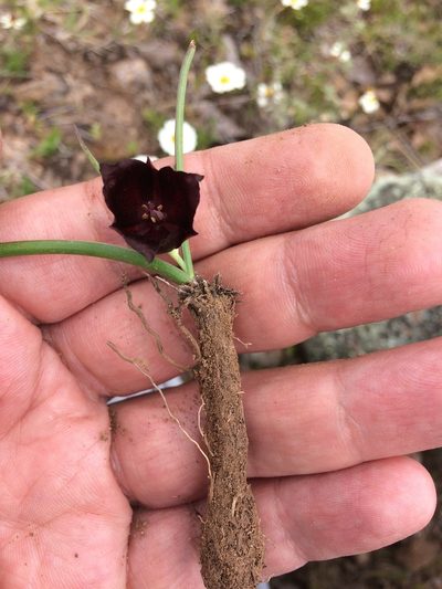 Calochortus nigrescens, photographed by Carlos Martorell