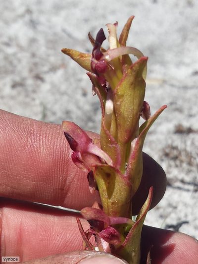 Disa rufescens, photographed by Chris Vynbos