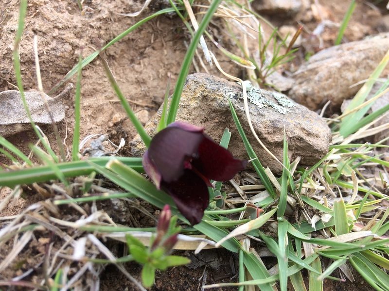Calochortus nigrescens, photographed by Carlos Martorell
