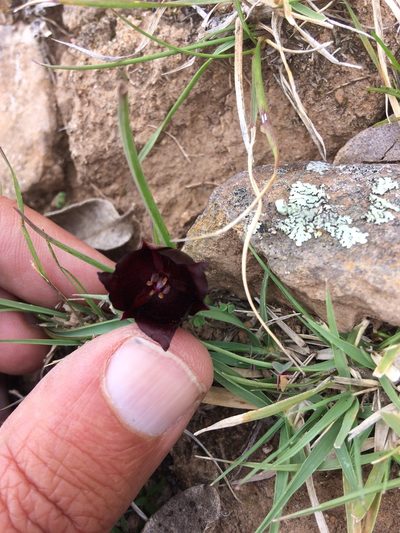 Calochortus nigrescens, photographed by Carlos Martorell