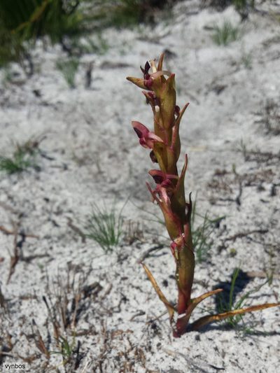 Disa rufescens, photographed by Chris Vynbos