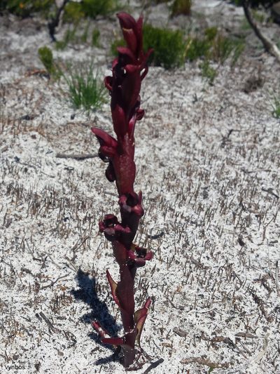 Disa atrorubens, photographed by Chris Vynbos