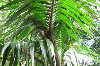 Calamus radicalis, photographed by coenobita