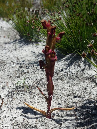 Disa rufescens, photographed by Chris Vynbos