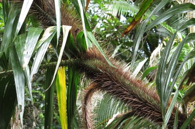 Calamus radicalis, photographed by coenobita