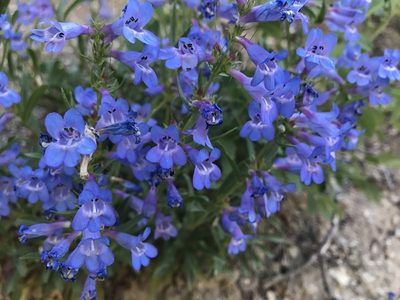 Penstemon cyananthus, photographed by Kaydee Barker