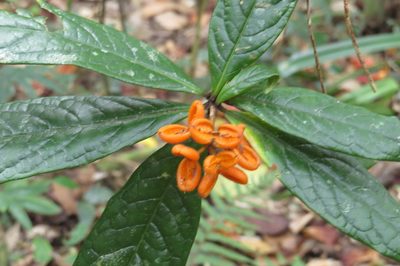 Pittosporum rubiginosum, photographed by coenobita