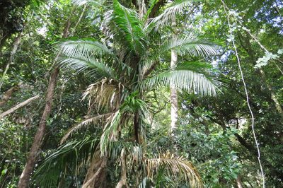 Calamus radicalis, photographed by coenobita