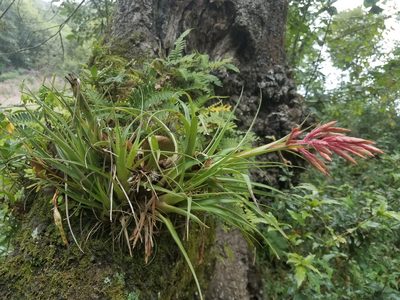 Tillandsia gymnobotrya, photographed by Alan Rockefeller