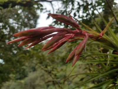 Tillandsia gymnobotrya, photographed by Alan Rockefeller