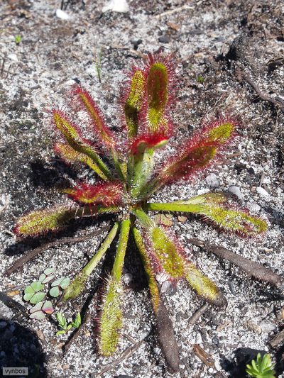 Drosera ramentacea, photographed by Chris Vynbos