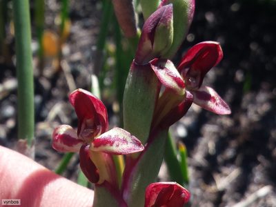 Disa ophrydea, photographed by Chris Vynbos