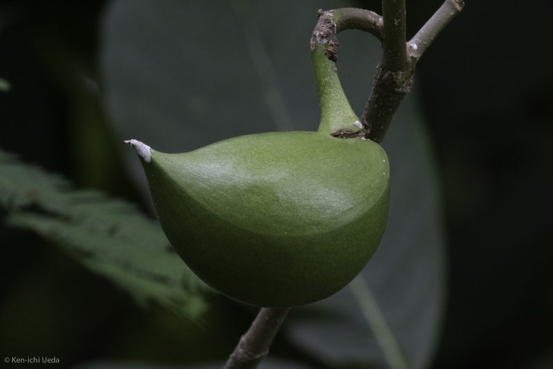 Tabernaemontana glabra, photographed by Ken-ichi Ueda