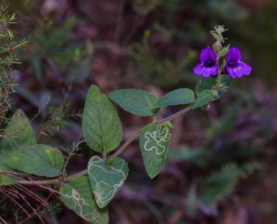 Adenosma glutinosa, photographed by portioid