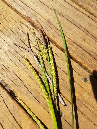 Carex polyantha, photographed by Vale Jenny Conolly