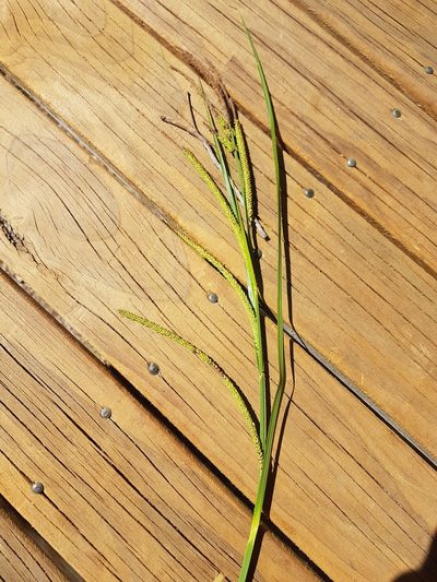 Carex polyantha, photographed by Vale Jenny Conolly