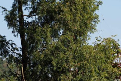 Juniperus rigida, photographed by harum.koh