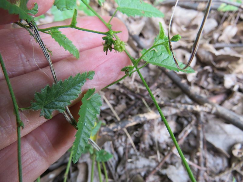 Tragia brevispica, photographed by Annika Lindqvist