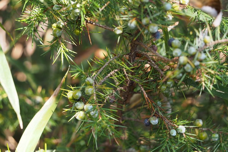 Juniperus rigida, photographed by harum.koh