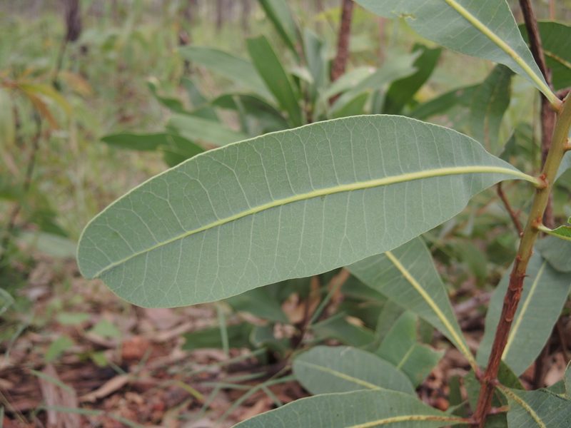Buchanania obovata, photographed by coenobita