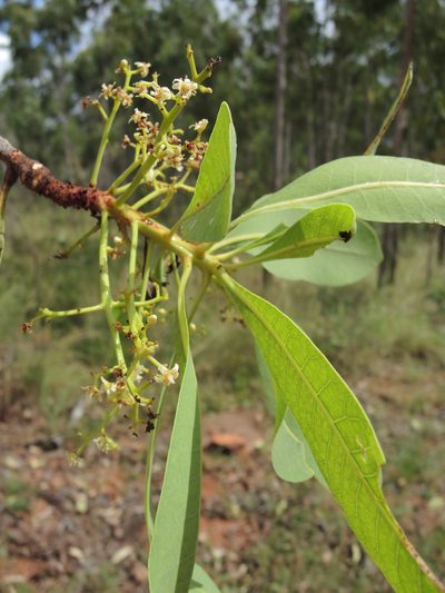 Buchanania obovata, photographed by coenobita