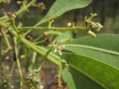 Buchanania obovata, photographed by coenobita