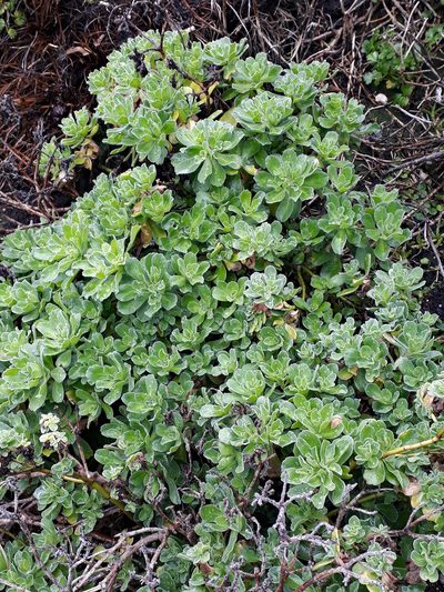 Leptinella featherstonii, photographed by Peter de Lange