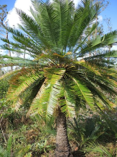 Cycas orientis, photographed by coenobita