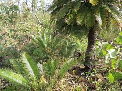 Cycas orientis, photographed by coenobita
