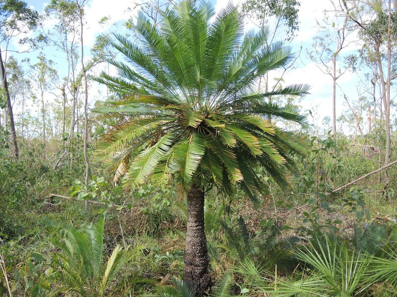 Cycas orientis, photographed by coenobita