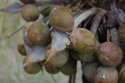 Cycas megacarpa, photographed by coenobita