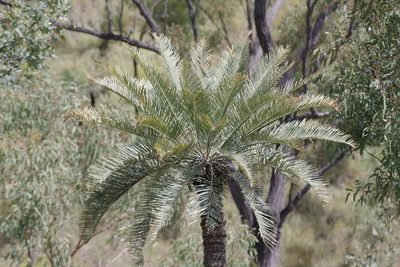 Cycas megacarpa, photographed by coenobita
