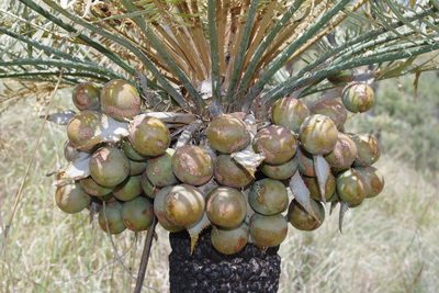 Cycas megacarpa, photographed by coenobita