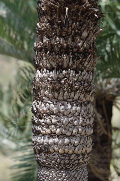 Cycas megacarpa, photographed by coenobita