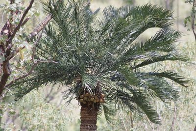 Cycas megacarpa, photographed by coenobita